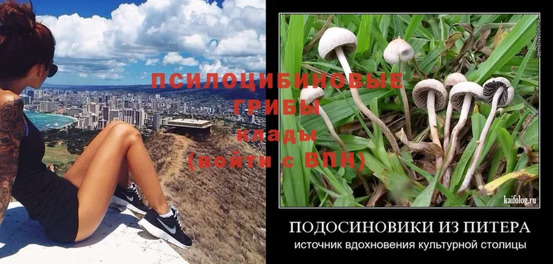 Псилоцибиновые грибы Psilocybe  Братск 